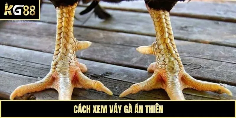 Cách xem vảy gà án thiên