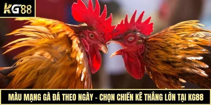 Màu Mạng Gà Đá Theo Ngày - Chọn Chiến Kê Thắng Lớn Tại KG88