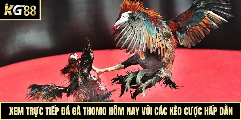 Xem trực tiếp đá gà Thomo hôm nay với các kèo cược hấp dẫn