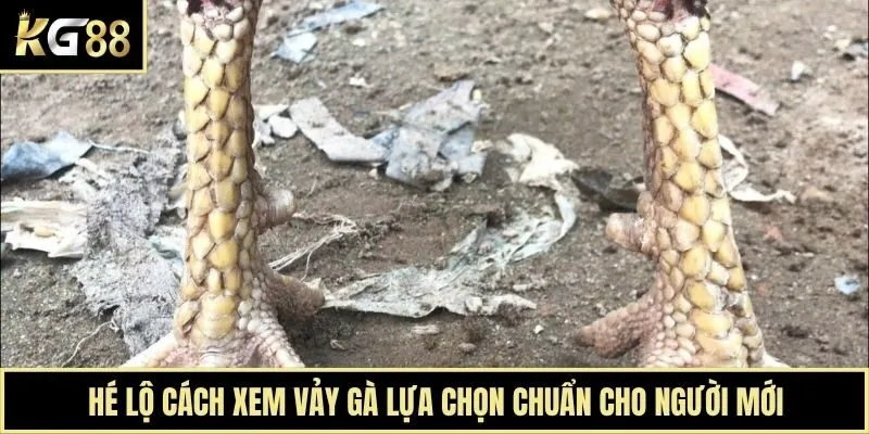 Hé Lộ Cách Xem Vảy Gà Lựa Chọn Chuẩn Cho Người Mới